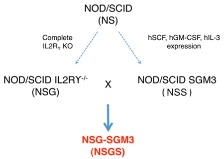NSG-SGM3 (NSGS) diagram.